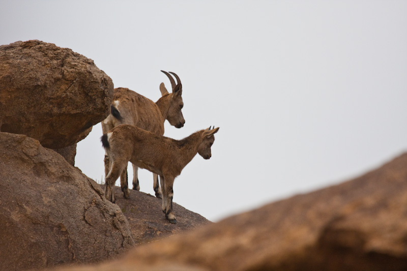 Siberian Ibex